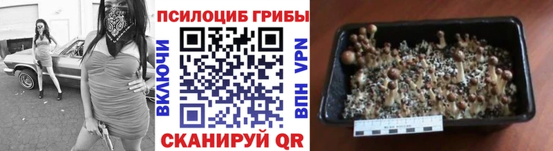 Псилоцибиновые грибы Psilocybe  Купить  Амурск 